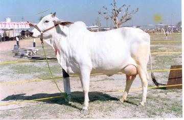 Hariana | Dairy Knowledge Portal Hariana | Dairy Knowledge Portal