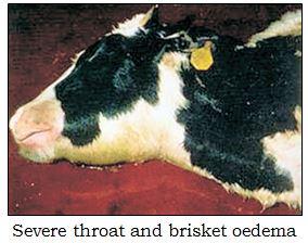 Haemorrhagic Septicaemia (HS) | Dairy Knowledge Portal Haemorrhagic Septicaemia (HS) | Dairy Knowledge Portal