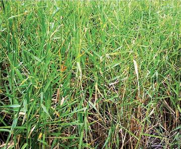 grass para mutica brachiaria